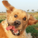 Telegram канал Картинки с тупыми собаками