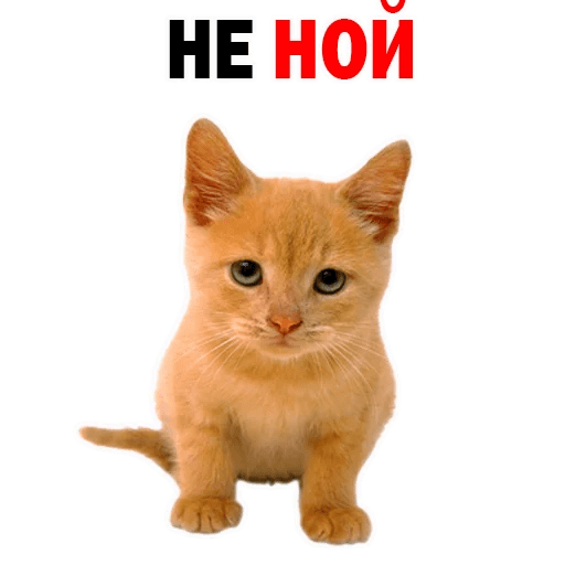 Стикеры Котята