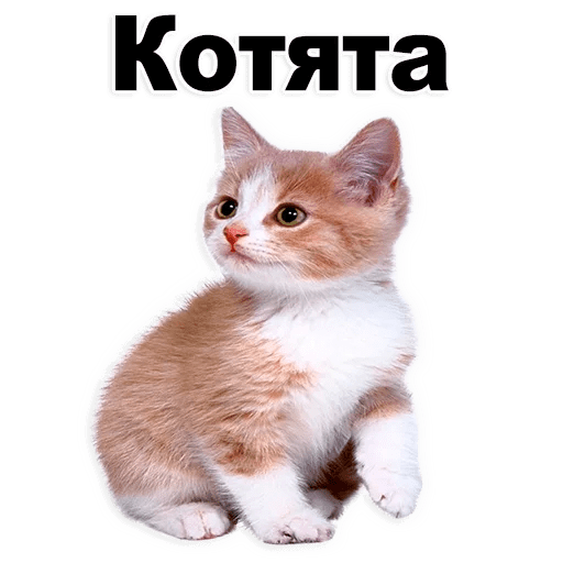 Стикеры Котята