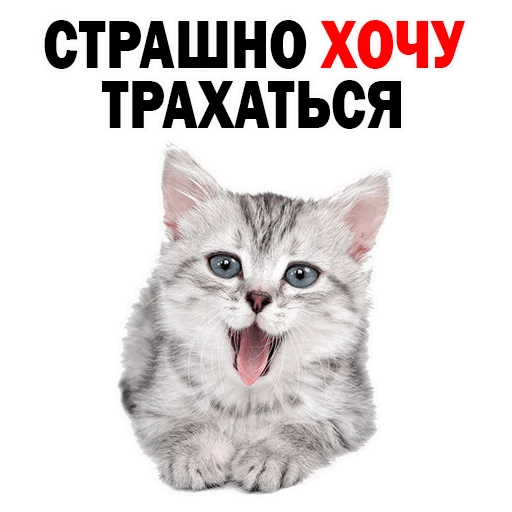 Стикеры Котята