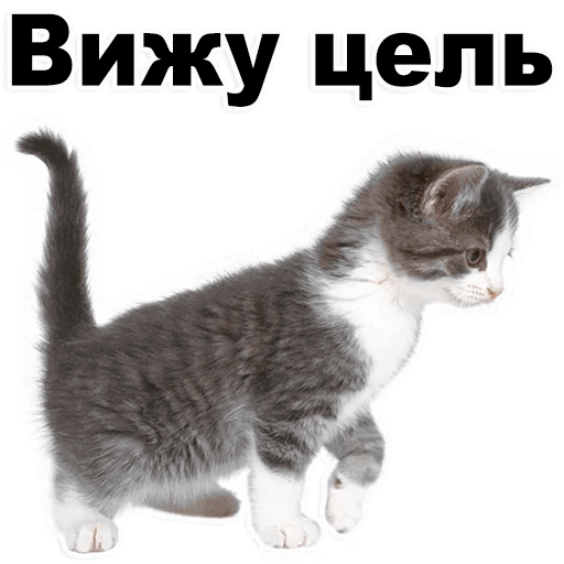 Стикеры Котята