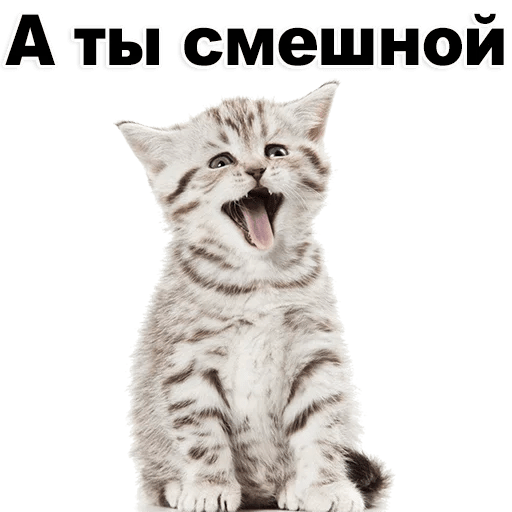 Стикеры Котята