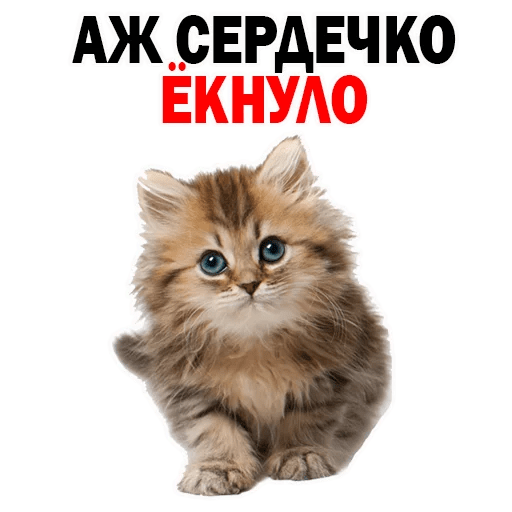 Стикеры Котята