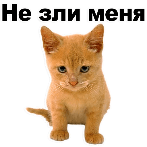 Стикеры Котята