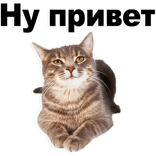 Стикеры Котята