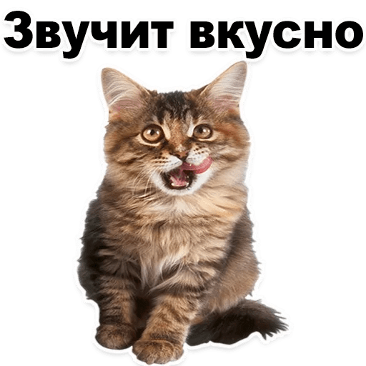 Стикеры Котята