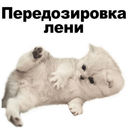 Стикеры Котята