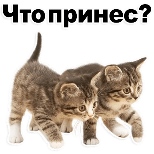 Стикеры Котята