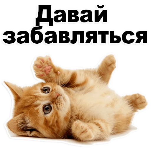 Стикеры Котята