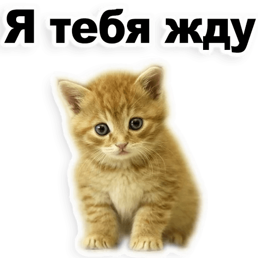 Стикеры Котята