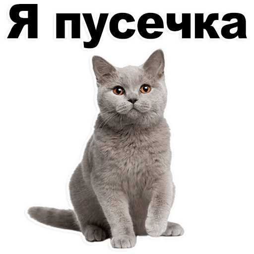 Стикеры Котята