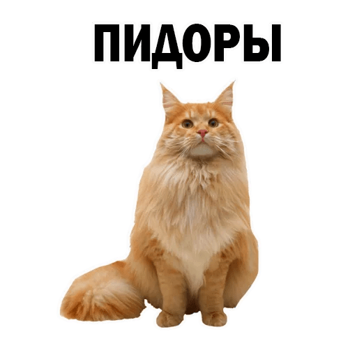 Стикеры Котята