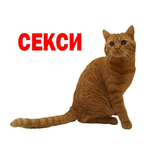 Стикеры Котята