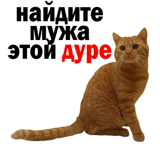 Стикеры Котята