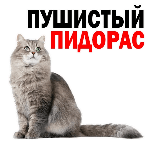 Стикеры Котята