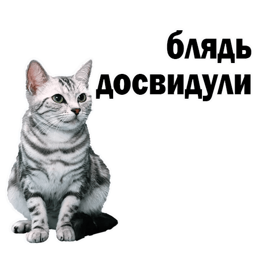 Стикеры Котята