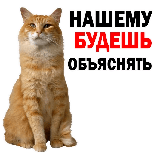 Стикеры Котята