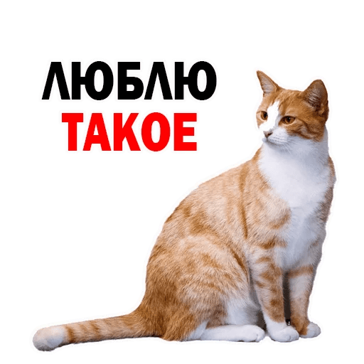 Стикеры Котята