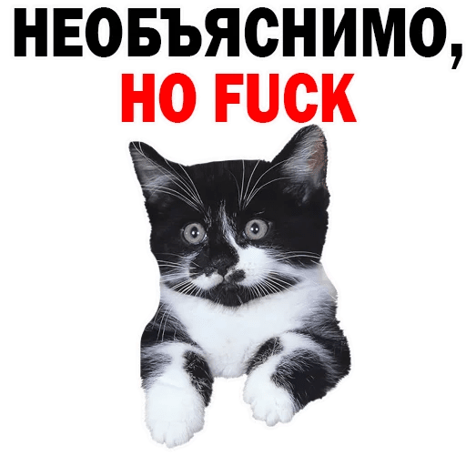 Стикеры Котята