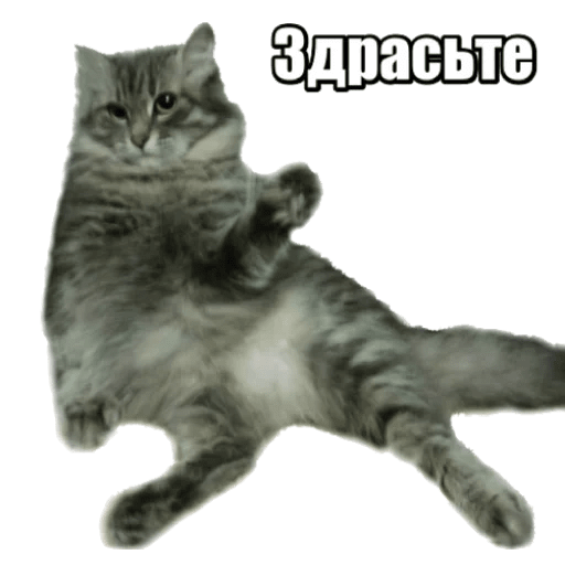 Стикеры 40 кошек