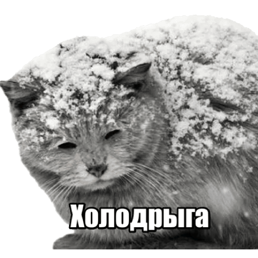 Стикеры 40 кошек