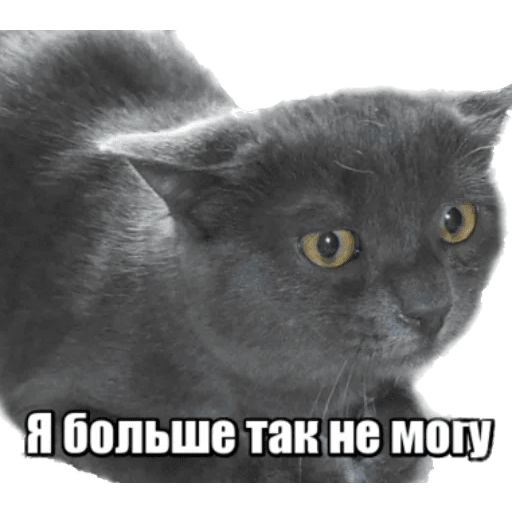 Стикеры 40 кошек