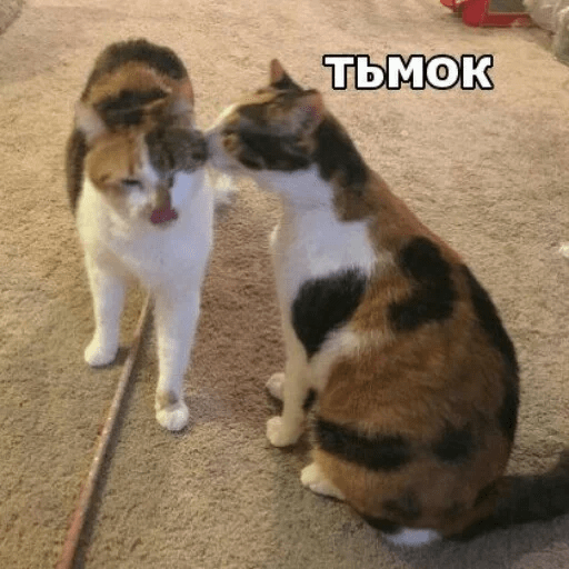 Стикеры Котик Цмок 2