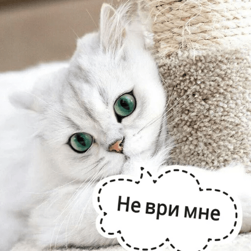 Стикеры Котик Цмок 2