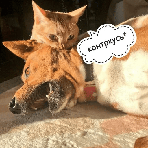 Стикеры Котик Цмок 2