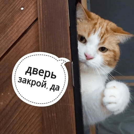 Стикеры Котик Цмок 2