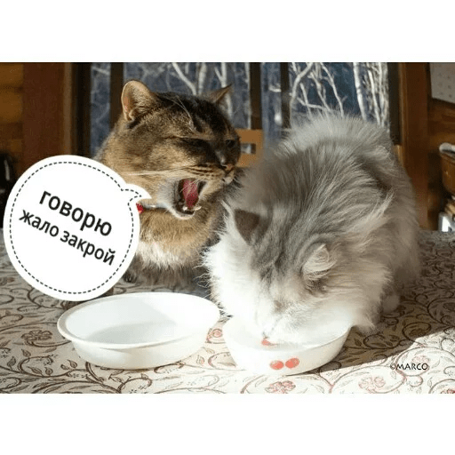 Стикеры Котик Цмок 2