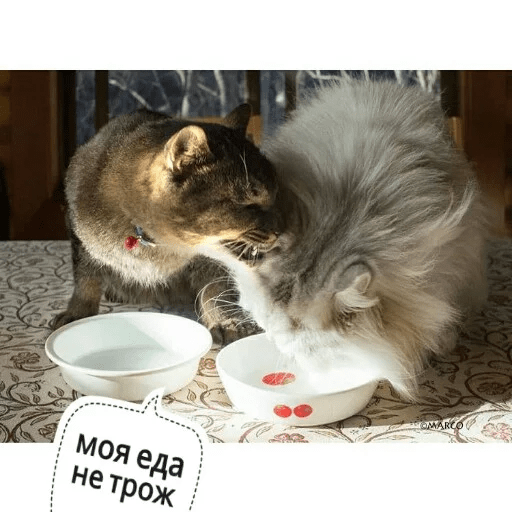 Стикеры Котик Цмок 2