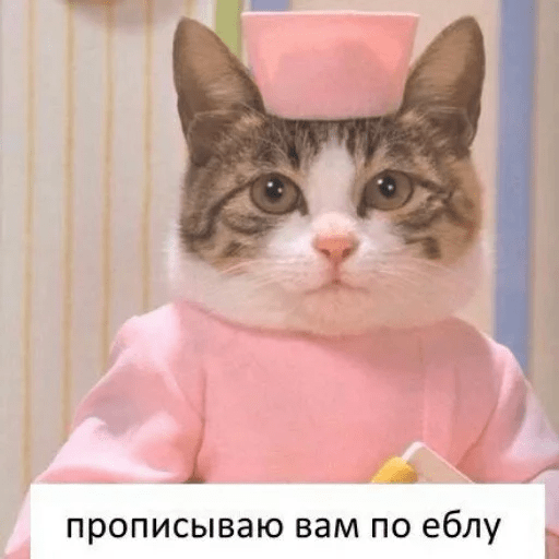 Стикеры Котик Цмок 2