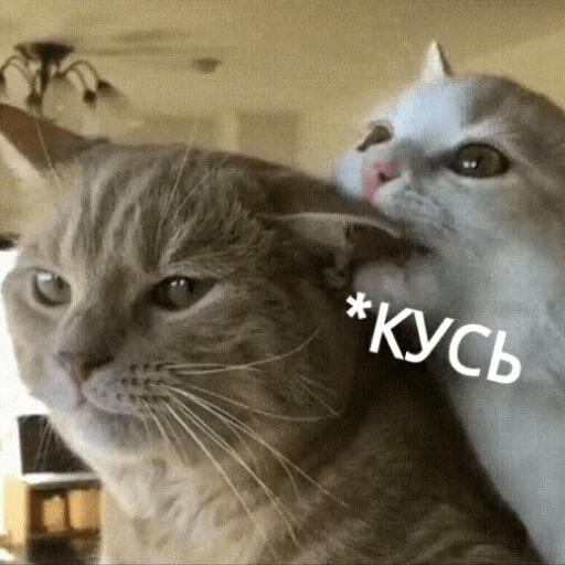 Стикеры Котик Цмок 2