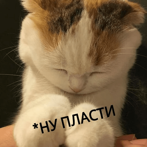 Стикеры Котик Цмок 2