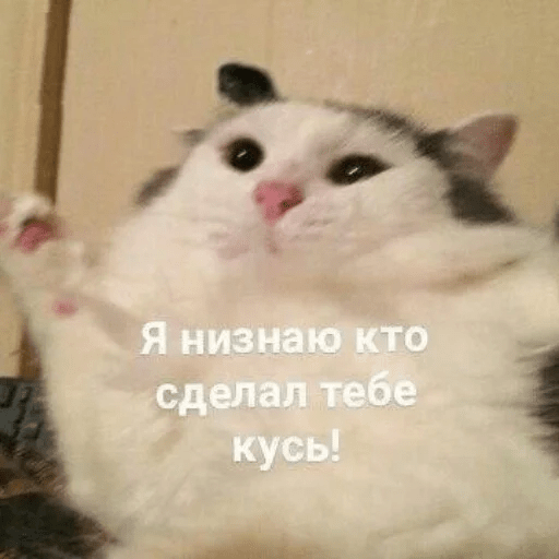 Стикеры Котик Цмок 2