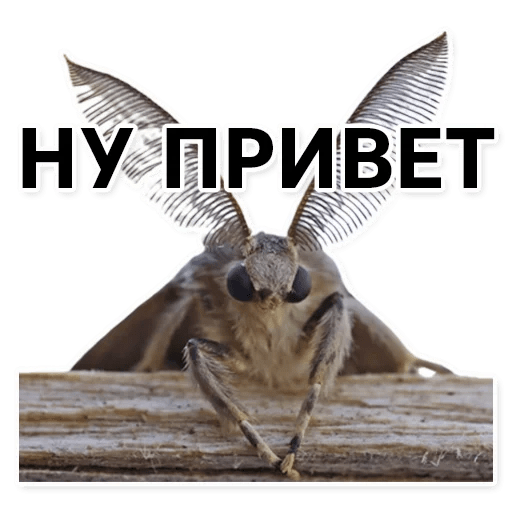 Стикеры Тутовый шелкопряд