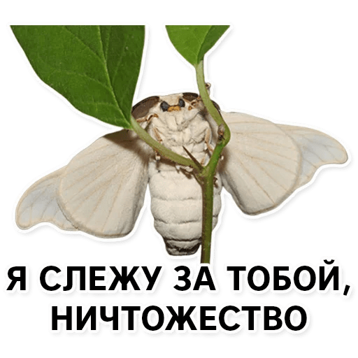 Стикеры Тутовый шелкопряд