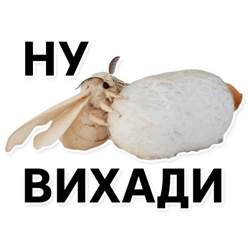 Стикеры Тутовый шелкопряд