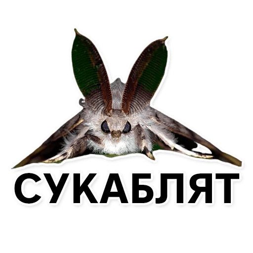 Стикеры Тутовый шелкопряд