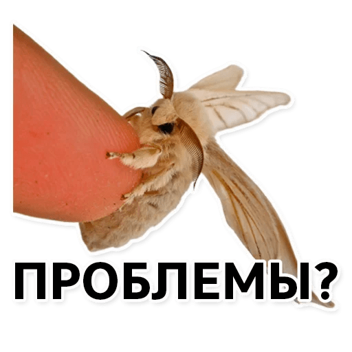 Стикеры Тутовый шелкопряд