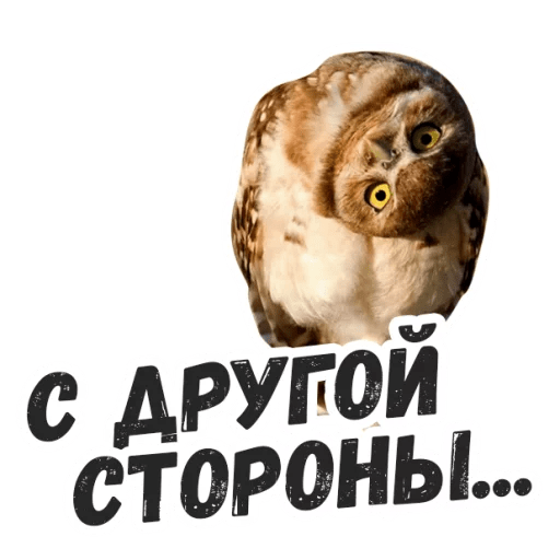 Стикеры Жиза сов