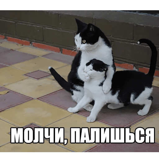 Стикеры Котеечные дела