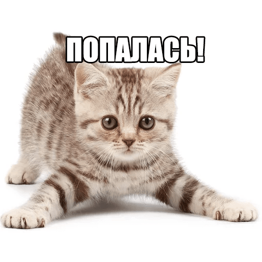 Стикеры Котеечные дела