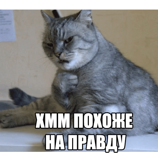 Стикеры Котеечные дела