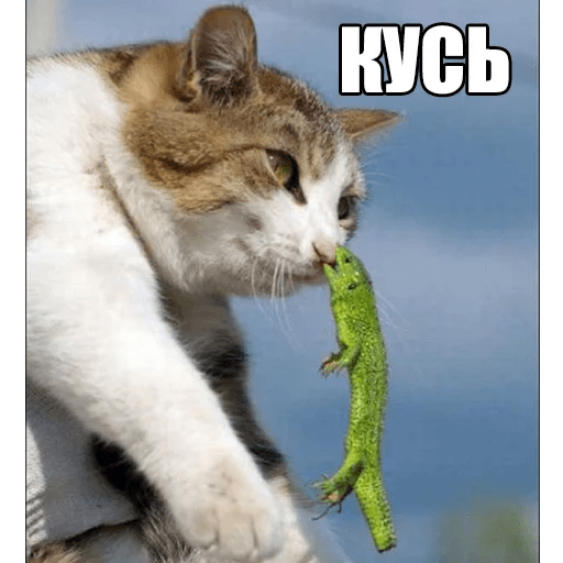 Стикеры Котеечные дела