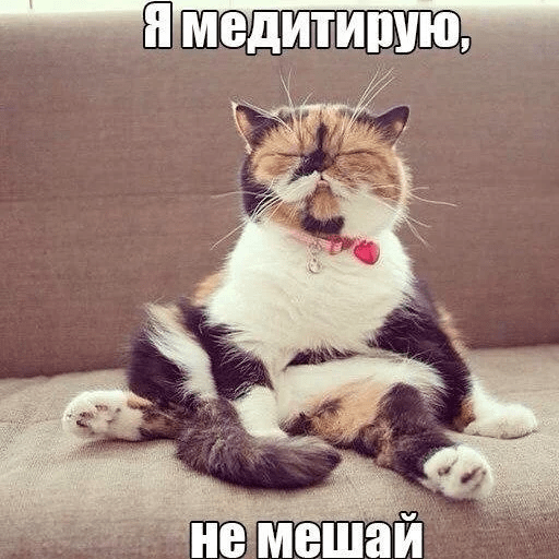 Стикеры Котеечные дела