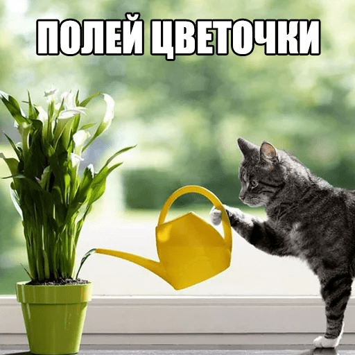 Стикеры Котеечные дела