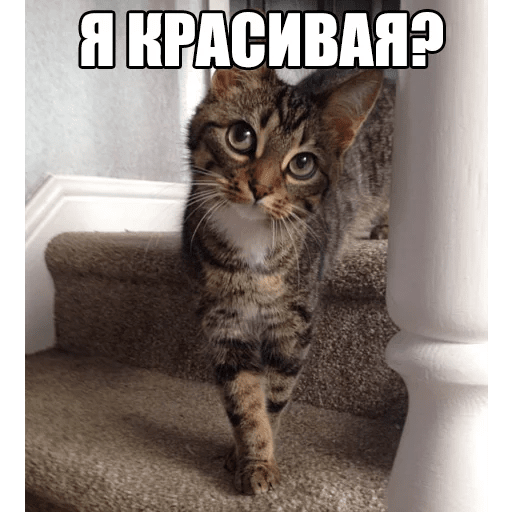 Стикеры Котеечные дела