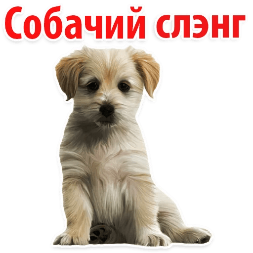 Стикеры ? Собачий Слэнг